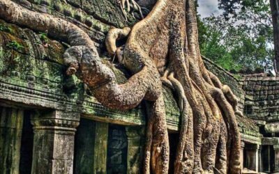 angkor suset+national Park+kampong pluk